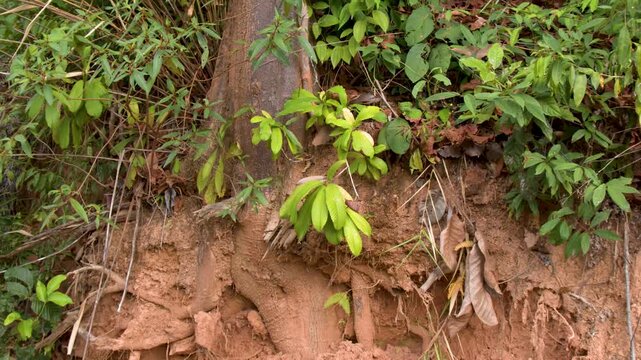 Camera tilting up to reveal tree with exposed roots on red clay soil cliff in tropical forest.