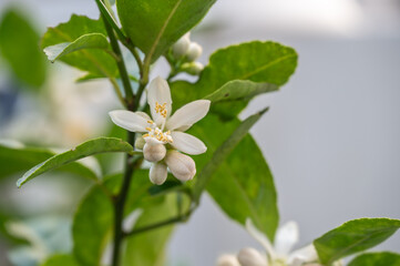 Obraz premium Close up of white flowers of Lime tree. These flowers are crucial for producing the fruit, serve as a vital nectar source for bees, and symbolize purity, love, and renewal in many cultures.