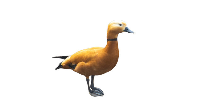 Ruddy Shelduck Standing Full Body Isolated on Transparent Background