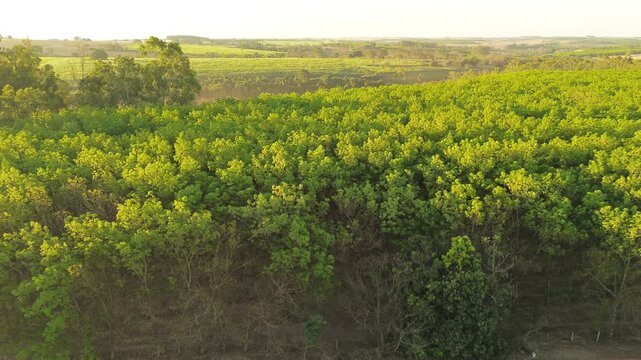 Aerial drone footage of rubber tree plantation at golden hour in Brazil