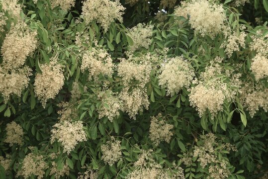 Griffith's ash (Fraxinus griffithii).  Oleaceae dioecious evergreen.  It produces panicles in early summer, and its spatula-shaped samara ripen to a brown color in autumn