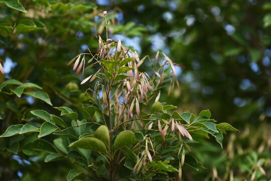 Griffith's ash (Fraxinus griffithii).  Oleaceae dioecious evergreen.  It produces panicles in early summer, and its spatula-shaped samara ripen to a brown color in autumn