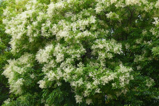 Griffith's ash (Fraxinus griffithii).  Oleaceae dioecious evergreen.  It produces panicles in early summer, and its spatula-shaped samara ripen to a brown color in autumn