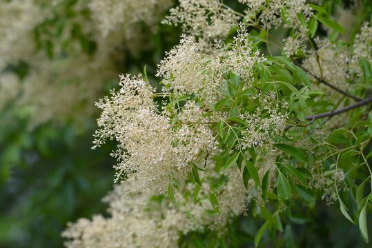 Griffith's ash (Fraxinus griffithii).  Oleaceae dioecious evergreen.  It produces panicles in early summer, and its spatula-shaped samara ripen to a brown color in autumn
