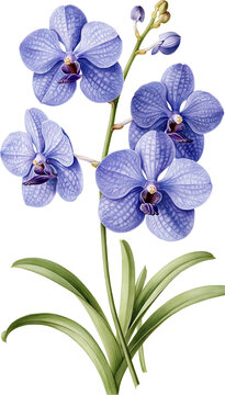 Blue-violet orchid with leafy stem and tessellated blooms