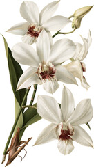 Obraz premium Orchid cluster with contrasting throats