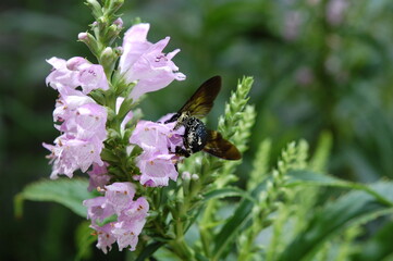 真っ黒のハナバチがピンク色の花の花粉を集めている様子 © akikosan