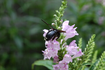 真っ黒のハナバチがピンク色の花の花粉を集めている様子 © akikosan