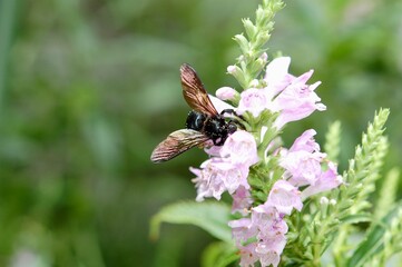 真っ黒のハナバチがピンク色の花の花粉を集めている様子 © akikosan