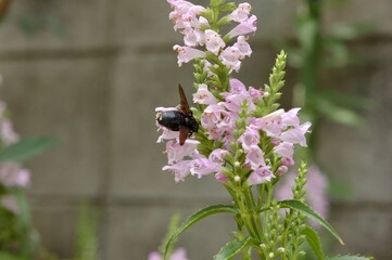 真っ黒のハナバチがピンク色の花の花粉を集めている様子 © akikosan