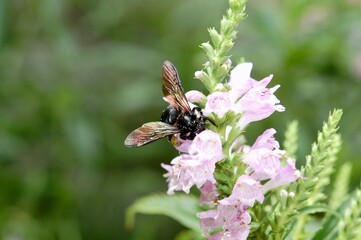 真っ黒のハナバチがピンク色の花の花粉を集めている様子 © akikosan