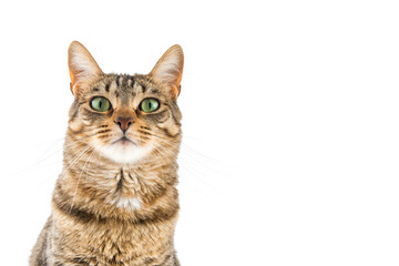 Elegant tabby cat watching you. © OscarE
