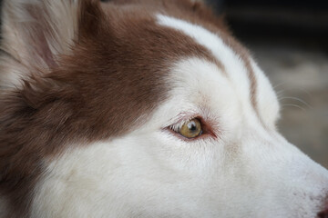 Side view close-up profile of a copper Siberian Husky dog focusing attentively in soft natural light. © MothelifeStudio