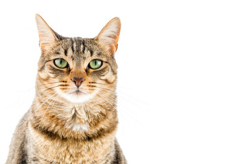 Elegant tabby cat watching you. © OscarE