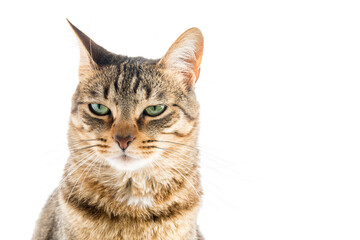 Sad tabby cat looking down. © OscarE