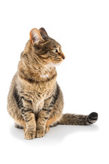 Elegant tabby cat watching to the copy space. © OscarE