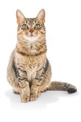 Elegant tabby cat watching you. © OscarE