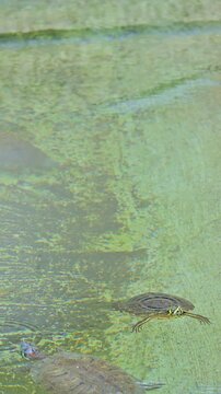 Red-eared slider turtles swimming in a pond