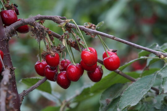 Big cherry with bright red branches, freshly picked cherries