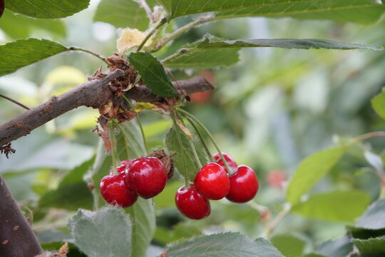 Big cherry with bright red branches, freshly picked cherries