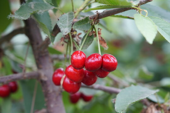 Big cherry with bright red branches, freshly picked cherries