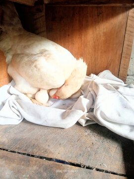 raw chicken legs