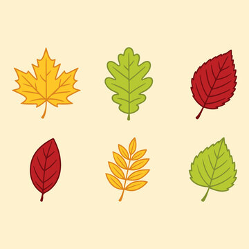 vector set of autumn leaves Maple, Oak, Elm, Compound