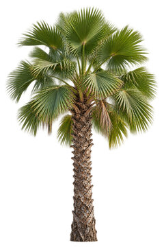 Fan palm tree with broad leaves isolated on transparent background