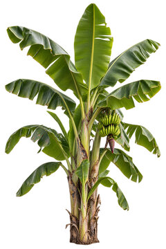 Banana tree with large green leaves isolated on transparent background