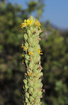 Bright yellow flowers in bloom on a greater mullein (Verbascum thapsus) in the foothills of the rocky mountains of Colorado. This plant is native to Europe and Asia, but invasive in North America. 