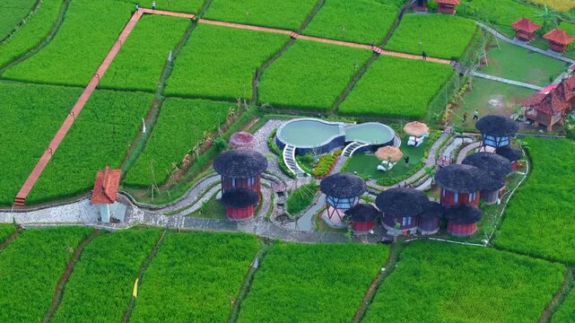 Aerial drone view of tropical resort surrounded by vibrant green rice fields