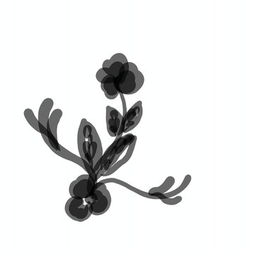black olives vector illustration isolated on white