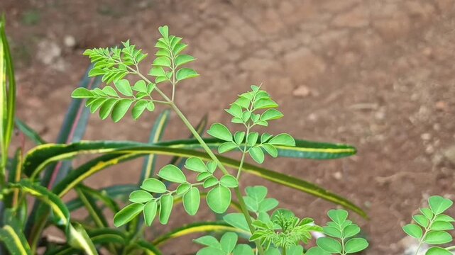 Stock video of vibrant green moringa leaves branch swaying gently in an outdoor garden environment.