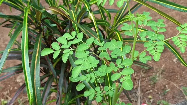 Commercial stock video of fresh green moringa oleifera leaves growing healthily on a branch in garden setting.