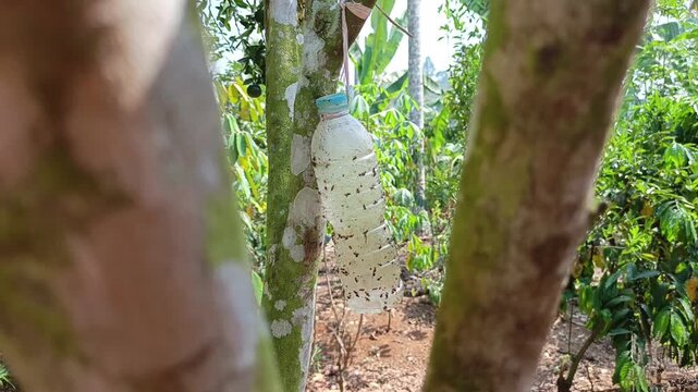 Commercial stock video close up of a plastic bottle sticky trap hanging on tree branch covered with trapped fruit flies.