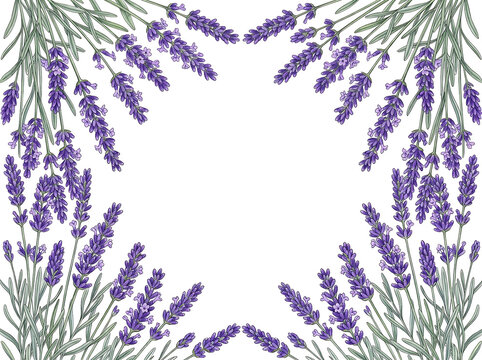 Beautiful lavender flower frame isolated on transparent background png