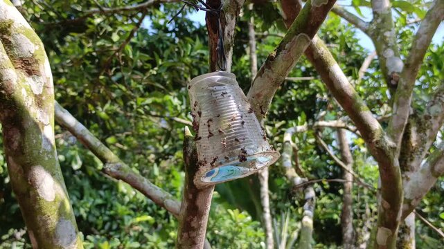 Stock video of a plastic cup trap coated with glue hanging from tree branch to catch fruit flies in orchard.