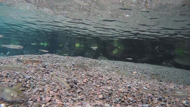 婚姻色オイカワが清流を泳ぐ水中映像