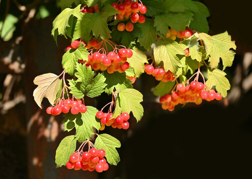 Viburnum opulus  (Guelder rose) with berries
