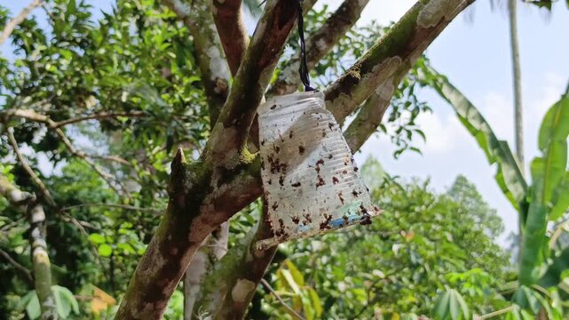 Commercial stock video of a homemade plastic cup insect trap coated with sticky glue hanging on tree branch in orchard.