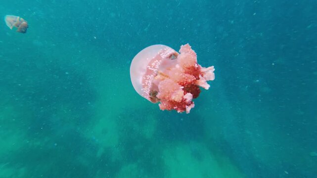 Pink stingless jellyfish swimming in togean islands lake