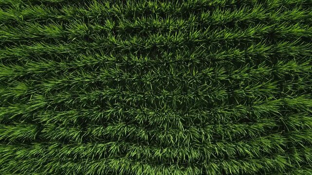 Green Rice Paddy Fields Texture Top View