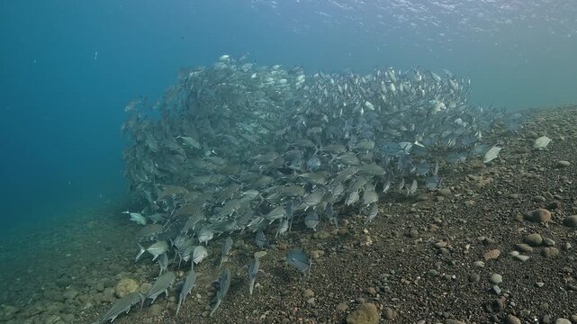 Bigeye trevally (Caranx sexfasciatus) forming a dramatic schooling tornado in open water near Tulamben, Bali. 4K UHD slow-motion underwater footage
