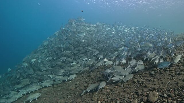 Bigeye trevally (Caranx sexfasciatus) forming a dramatic schooling tornado in open water near Tulamben, Bali. 4K UHD slow-motion underwater footage