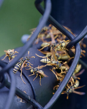 Colony of Wasps Gather on a Fence in Summer