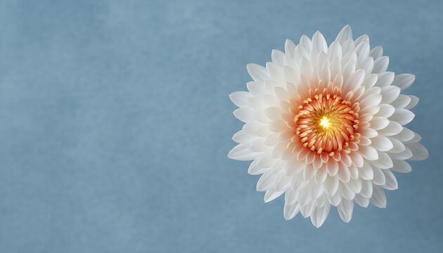 青背景に輝く白い菊の花