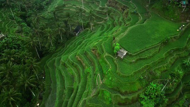 Tegallalang Rice Terrace Aerial View with Lush Green Contours