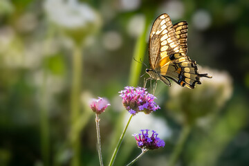 Giant swallowtail butterfly (Papilio cresphontes) feeding on purple verbena flowers in a sunny garden, Ontario, Canada. © Teresa