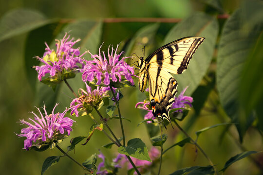 Eastern tiger swallowtail (Papilio glaucus) feeding on purple wild bergamot flowers, Ontario, Canada.