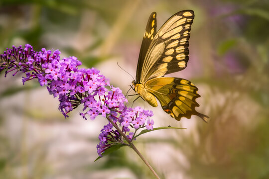 Giant swallowtail butterfly (Papilio cresphontes) feeding on purple butterfly bush flowers, Dundas, Ontario, Canada.